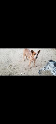 Lost Female Dog last seen Mona, 131st , Compton, CA 90222