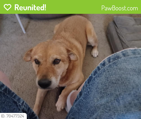 Reunited Female Dog last seen Perris and kalmia, Moreno Valley, CA 92557