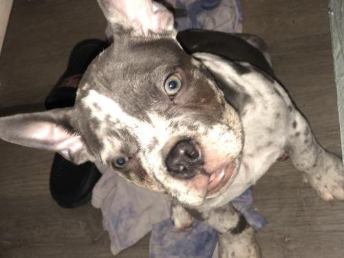 Lost Male Dog last seen State st between Kimball and Acacia , Hemet, CA 92543