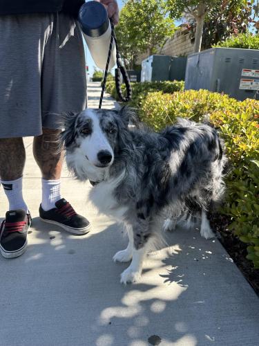 Lost Female Dog last seen Crown valley and jardines, Mission Viejo, CA 92692