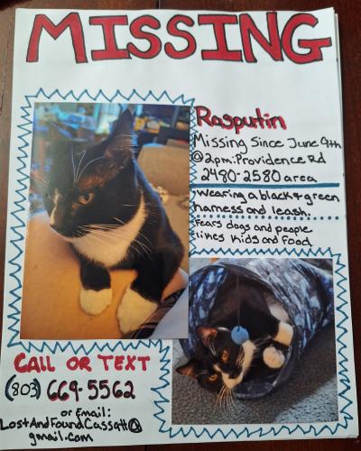Lost Male Cat last seen Providence rd and porter rd cassatt SC, Kershaw County, SC 29067