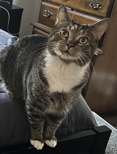 Lost Male Cat last seen Green Creek Road and Route 6, Schuyler, VA 22969