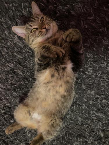 Lost Female Cat last seen Near Paxton Drive, Knoxville, TN 37918