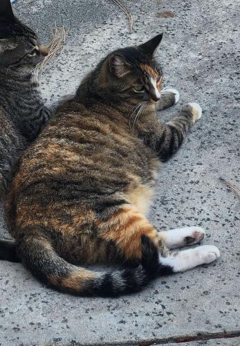 Lost Female Cat last seen Chatsworth and Wilbur, Los Angeles, CA 91326