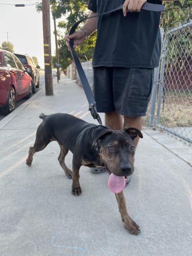 Lost Male Dog last seen Near E Ninth St Apt 42 San Bernardino, CA  92410 United States, San Bernardino, CA 92410