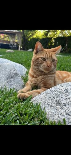 Lost Male Cat last seen Yolanda , Los Angeles, CA 91324