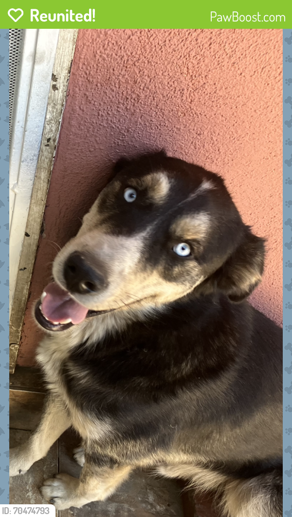 Reunited Male Dog last seen Ramona and Cogswell rd, El Monte, CA 91732