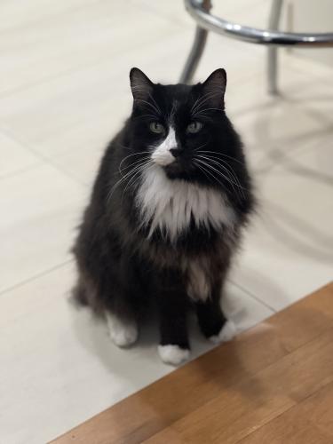Lost Male Cat last seen 34th ave and 70 st , Queens, NY 11372
