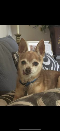 Lost Male Dog last seen Algonquin Rd, Apple Valley, CA 92308
