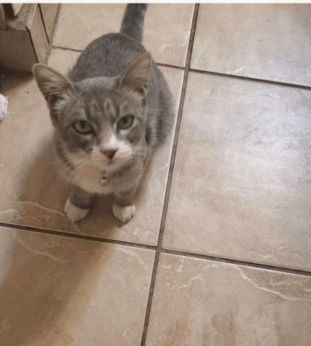 Lost Male Cat last seen Hardy St and 6th Ave , Inglewood, CA 90305