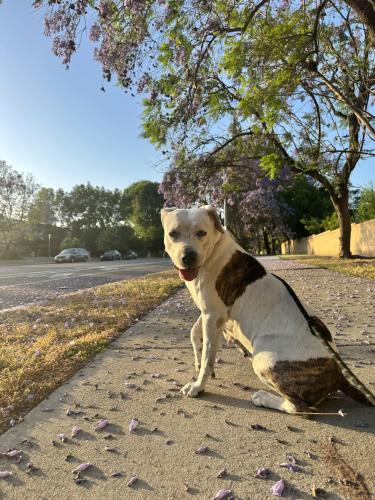 Lost Female Dog last seen near CSUN, Los Angeles, CA 91325