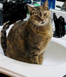 Lost Female Cat last seen Near Zeter Dr in Woodcreek (Fate, Tx), Rockwall, TX 75087