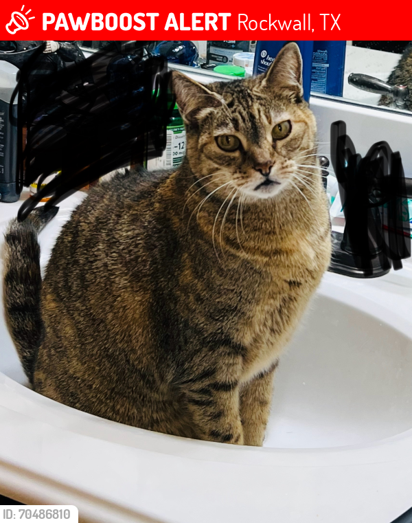 Lost Female Cat last seen Near Zeter Dr in Woodcreek (Fate, Tx), Rockwall, TX 75087