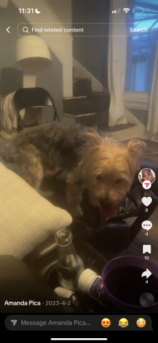 Lost Male Dog last seen 6th and linden, Allentown, PA 18101