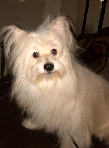 Lost Male Dog last seen E Central Ave & ivy St & Myrtle Ave, California St, Monrovia, CA 91016