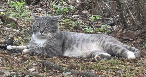 Lost Male Cat last seen Guffin Road and Shadybrook Drive , Marietta, GA 30066
