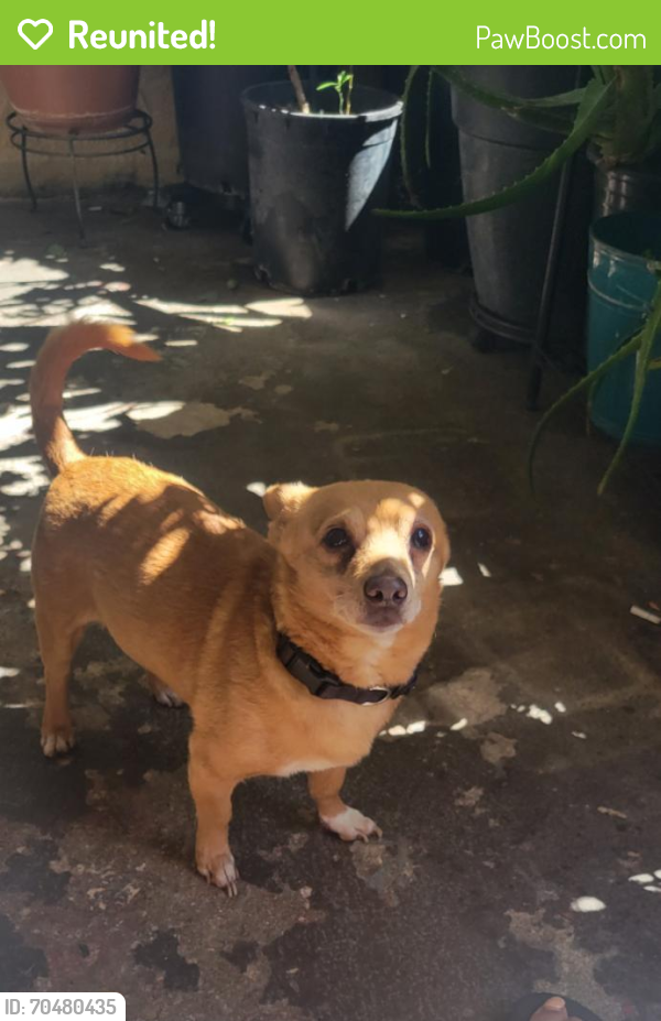 Reunited Male Dog last seen Alondra Blvd and Long Beach Blvd, Compton, CA 90221