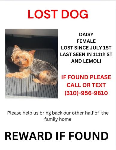Lost Female Dog last seen Lemoli av and 110 st, Inglewood, CA 90303