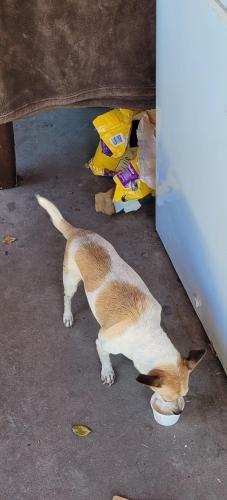 Lost Female Dog last seen Near rexford dr, Austin, TX 78723