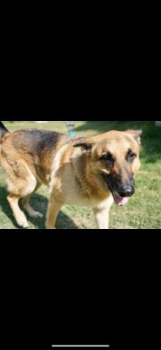 Lost Male Dog last seen Santa anita/valley , El Monte, CA 91732