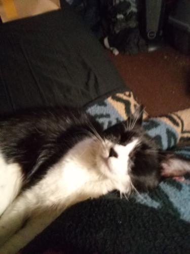 Lost Female Cat last seen Between 14th and 15th street, Long Beach, CA 90813