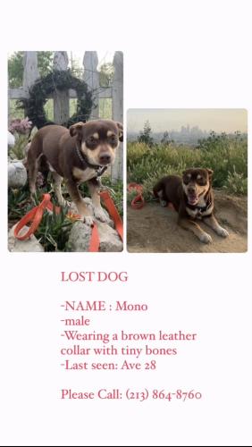 Lost Male Dog last seen broadway and griffin , Los Angeles, CA 90031
