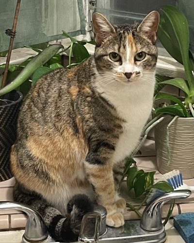 Lost Female Cat last seen Valley View Ave, Mountain Ave, Monrovia, CA 91016