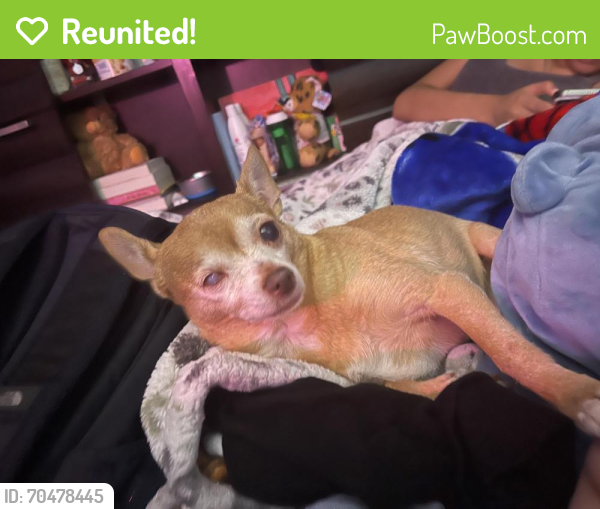 Reunited Female Dog last seen Near collier st., Indianapolis, IN 46241