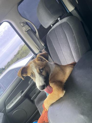 Lost Male Dog last seen Kleberg Rd, Dallas, TX 75253
