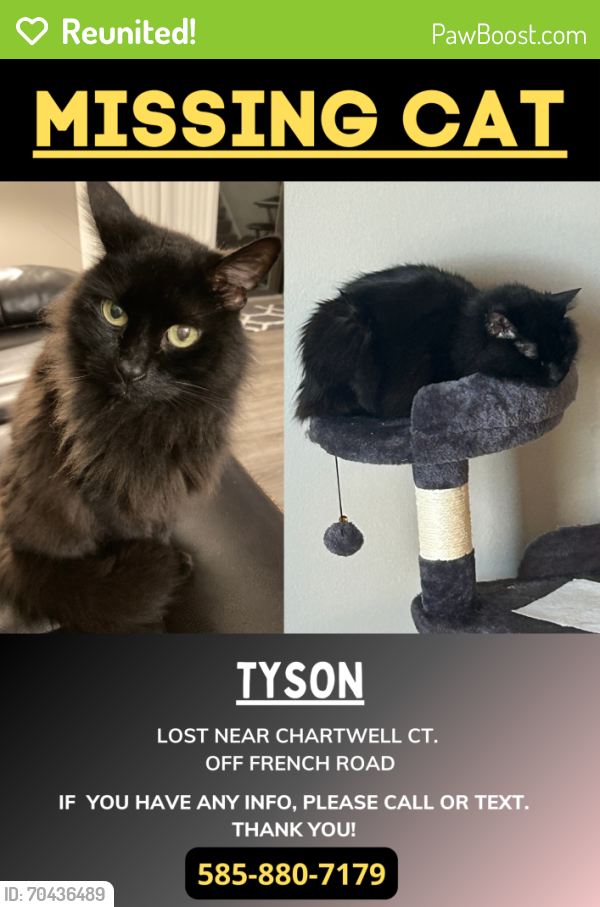 Reunited Male Cat last seen french road and edgewood drive, Brighton, NY 14618