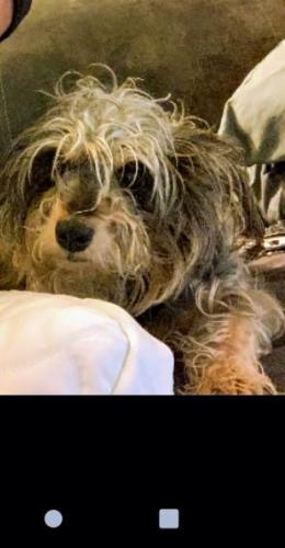 Lost Male Dog last seen Alfonso Mexican restaurant on arrow highway and sunflower ave , Covina, CA 91722