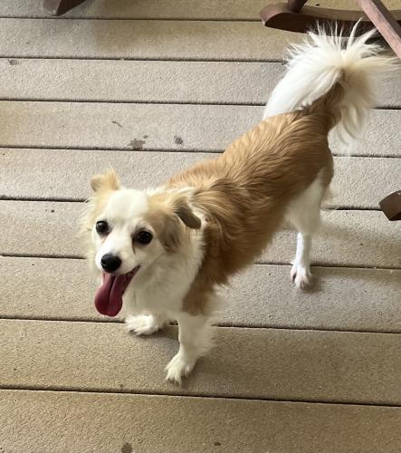Lost Female Dog last seen W Front Street and Briarcliff Rd. , Burlington, NC 27215