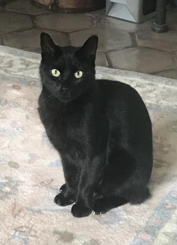 Lost Male Cat last seen Whippoorwill east, Armonk, NY 10504
