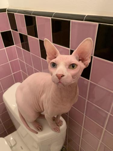 Lost Male Cat last seen The Avalon Woodland Hills, Los Angeles, CA 91364