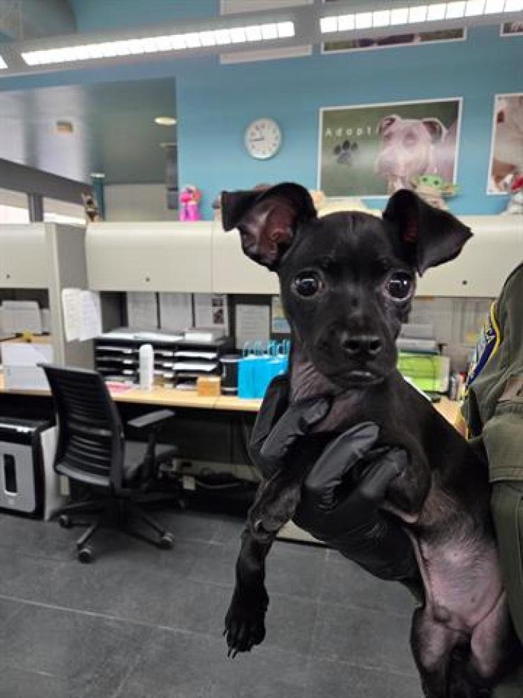 Shelter Stray Male Dog last seen Near BLOCK 25TH ST, Santa Monica, CA 90404