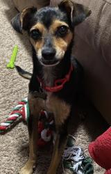 Lost Male Dog last seen E. 9th St. and Los Medanos St. Pittsburg, CA, Pittsburg, CA 94565