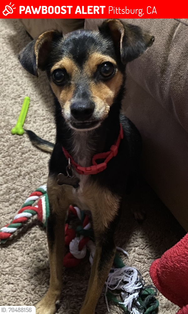 Lost Male Dog last seen E. 9th St. and Los Medanos St. Pittsburg, CA, Pittsburg, CA 94565