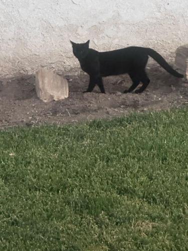 Lost Male Cat last seen Near Chopin Buena Park , Buena Park, CA 90621