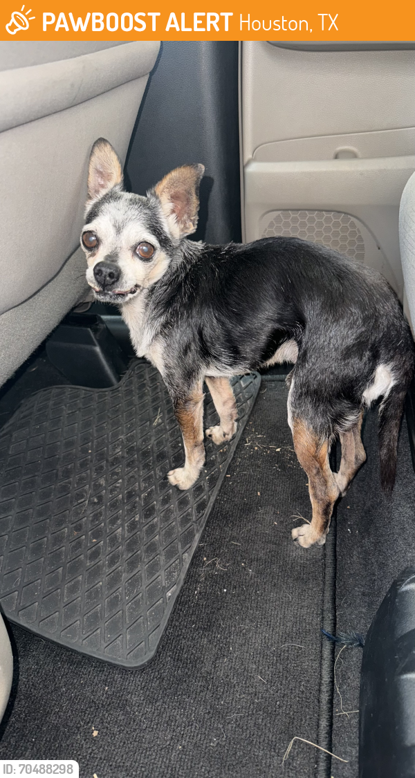 Houston, TX Stray Male Dog Found Near By a 711 | PawBoost