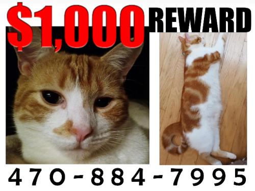 Lost Male Cat last seen Park Ave & Park Pl, Lithia Springs, GA 30122