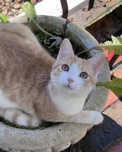 Lost Male Cat last seen Kingston pike/ watt rd , Knoxville, TN 37934