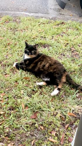 Lost Female Cat last seen Anywhere , Stuart, FL 34997