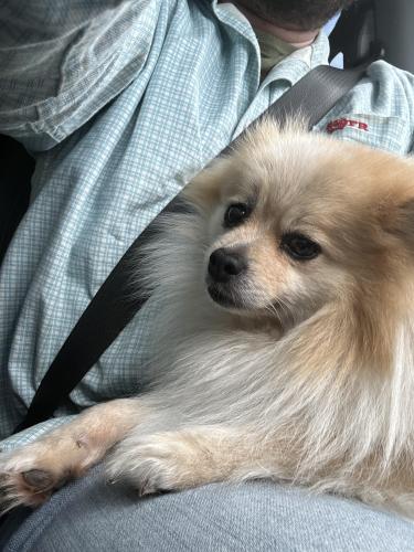 Lost Male Dog last seen Italia Express on Riverfront , Dallas, TX 75207