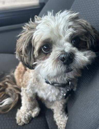 Lost Male Dog last seen Clinton St & Fred Waring , Indio, CA 92201