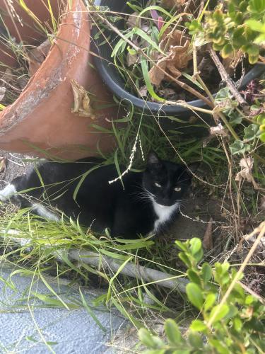 Lost Male Cat last seen 142nd and Shoup, Hawthorne, CA 90250