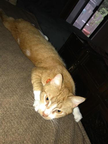 Lost Male Cat last seen County Road 3619 & 3618 and back wooded lots in neighborhood., Quinlan, TX 75474