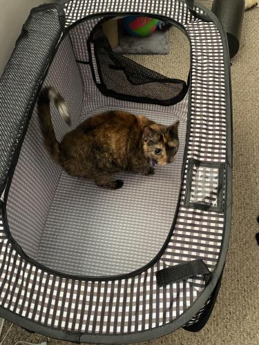 Lost Female Cat last seen We are staying at super 8, Asheville, NC 28805