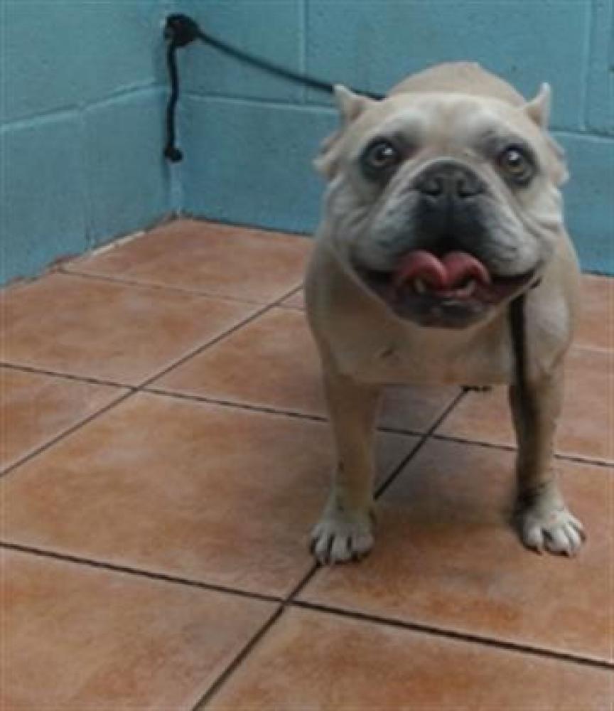 Shelter Stray Female Dog last seen , Downey, CA 90242