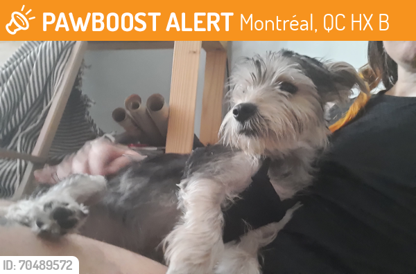 Found/Stray Male Dog last seen Insectarium/Sherbrooke , Montréal, QC H1X 2B2