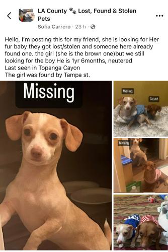 Lost Male Dog last seen Topanga Canion, Los Angeles, CA 91311
